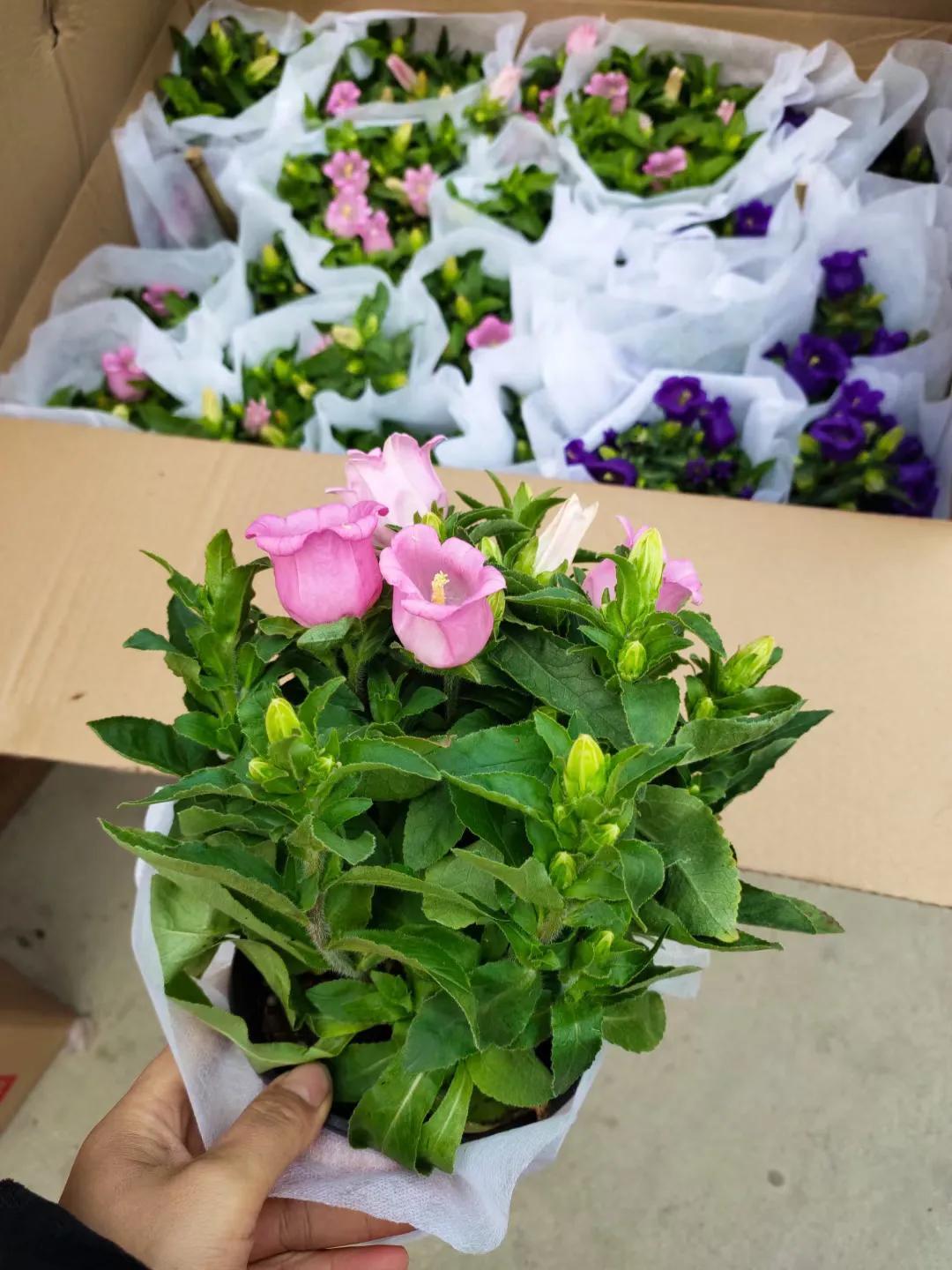 万寿菊种植与养护全攻略